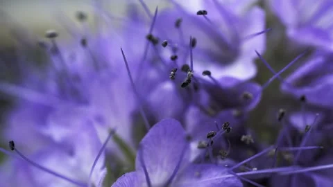 Macro Pan Shot of Lacy Phacelia Blossoms - 4K Slow Motion Shot Stock Footage 336330115