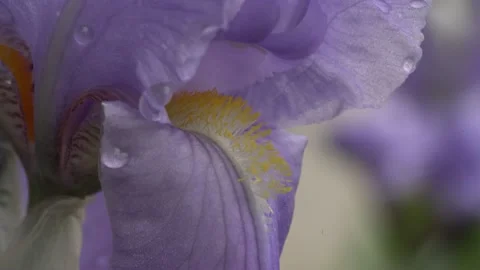 Macro pan shot right to left of Iris flower blossom Video stock 132041918