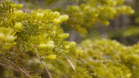 Macro pan through dense pine trees Stock Footage 137600858