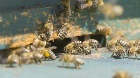 Macro panning shot, bees enter and exit beehive with food, shallow focus. Stock Footage 132494749