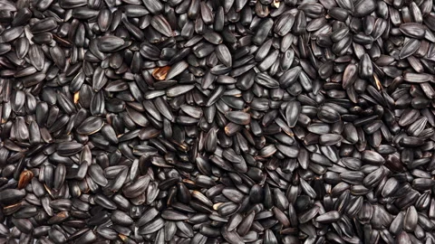 Macro panning shot over pile of black sunflower seeds Stock-Footage 333749542