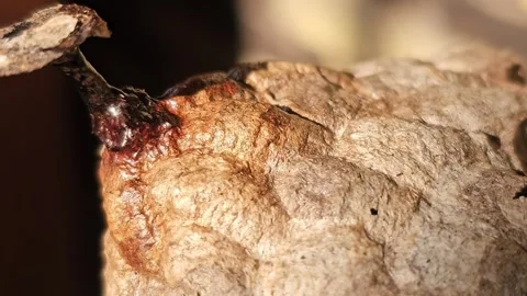 Macro Panning Shot Over The Surface Of An Abandoned Paper Wasp Nest 스톡 동영상 346963811