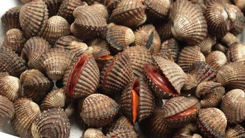 Macro Panning Video of Plentiful Live Blood Cockles Opening Mouths Vidéo 336512589