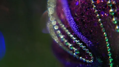 Macro panorama of purple shiny ball lighted by colorful garland on the Christmas Video stock 101063771