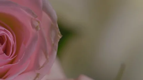 Macro panorama of a rose Stock Footage 125479427