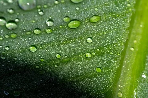Macro of parallel water droplets rows on banana leaf 库存照片
