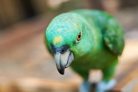 Macro of parrot green head Foto stock