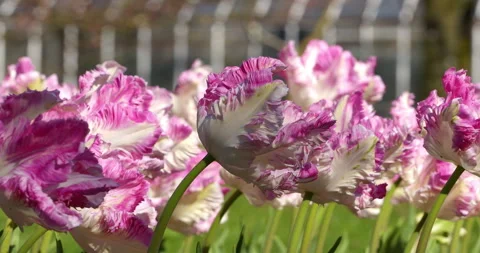 Macro - Parrot tulips in spring 스톡 동영상 332057621