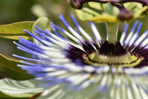 Macro of a Passionflower Stock Photos