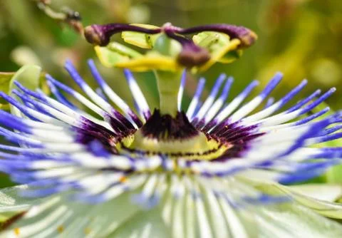 Macro of a Passionflower Stock Photos