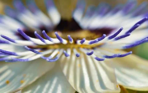 Macro of a Passionflower Stock Photos