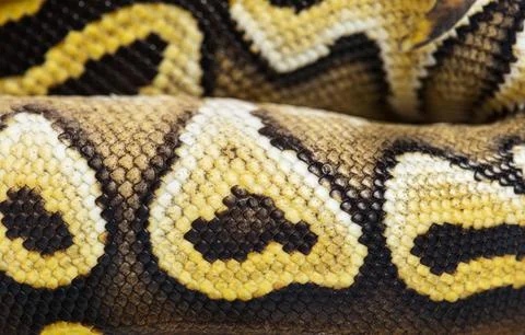 Macro on Pastel AVC ball python scales, Python Regius, isolated on white Stock-Fotos