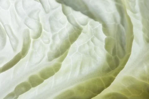 Macro pattern background from Napa cabbage Stock Photos