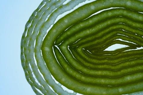 Macro Pattern of Backlit Leek Slice 库存照片