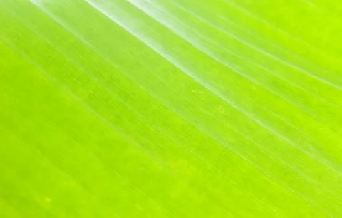 Macro pattern of green leaf Stock Photos