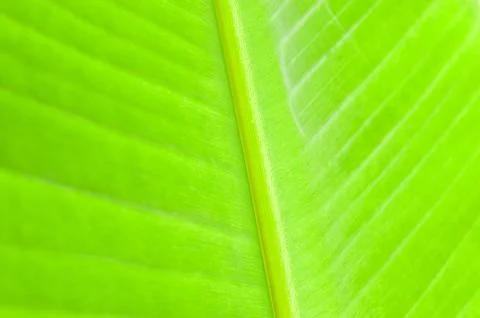 Macro pattern of green leaf Stock Photos