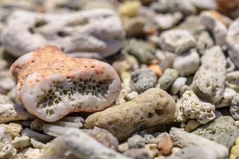 Macro pattern from pieces of shells and corals on the beach Stock Photos