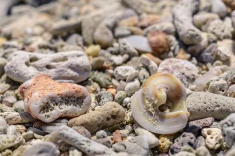 Macro pattern from pieces of shells and corals on the beach Stock Photos