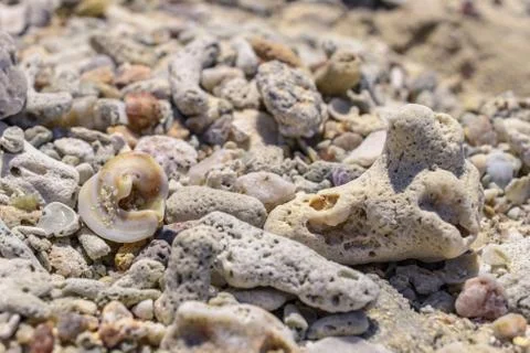 Macro pattern from pieces of shells and corals on the beach Foto stock