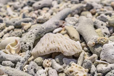 Macro pattern from pieces of shells and corals on the beach Foto stock