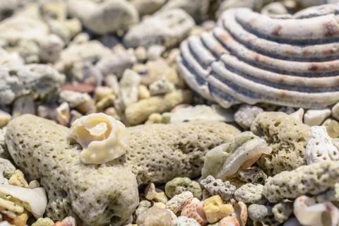 Macro pattern from pieces of shells and corals on the beach Stock Photos