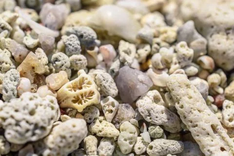 Macro pattern from pieces of shells and corals on the beach Foto stock