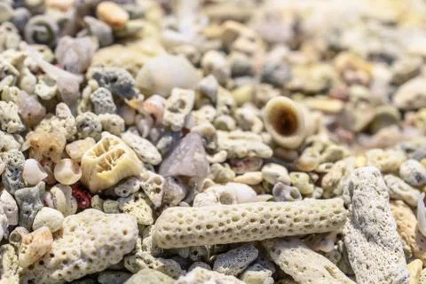 Macro pattern from pieces of shells and corals on the beach Stock Photos