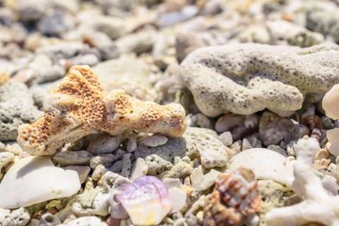 Macro pattern from pieces of shells and corals on the beach Stock Photos