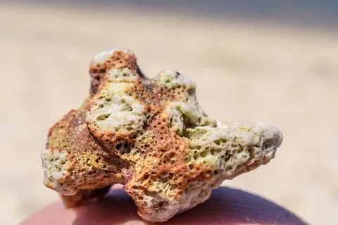 Macro pattern from pieces of shells and corals on the beach Stock Photos