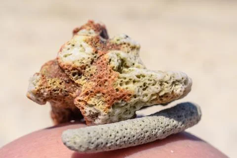 Macro pattern from pieces of shells and corals on the beach Stock Photos