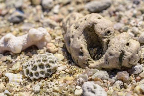 Macro pattern from pieces of shells and corals on the beach Stock Photos