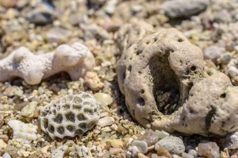 Macro pattern from pieces of shells and corals on the beach Stock Photos