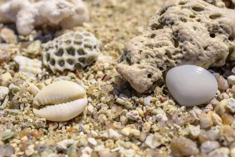 Macro pattern from pieces of shells and corals on the beach Stock Photos