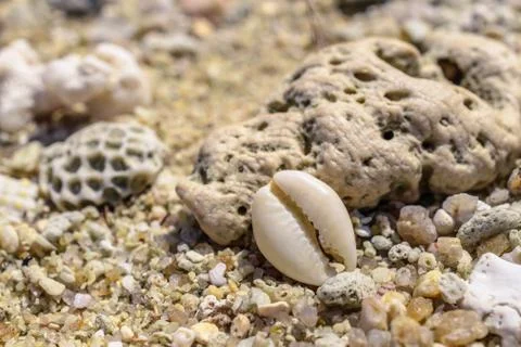 Macro pattern from pieces of shells and corals on the beach Foto stock