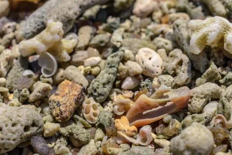 Macro pattern from pieces of shells and corals on the beach Stock Photos