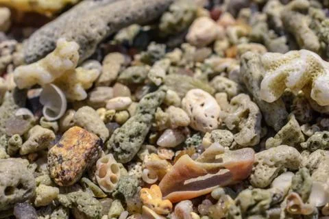 Macro pattern from pieces of shells and corals on the beach Foto stock