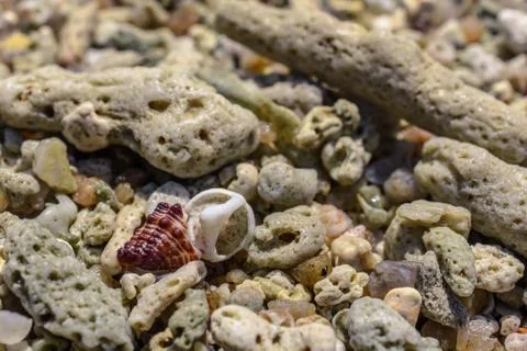 Macro pattern from pieces of shells and corals on the beach Stock Photos