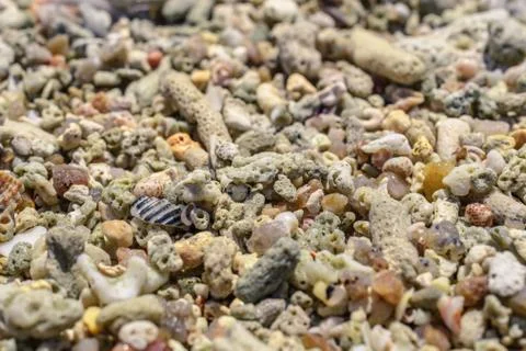 Macro pattern from pieces of shells and corals on the beach Stock Photos