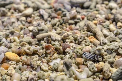 Macro pattern from pieces of shells and corals on the beach Foto stock