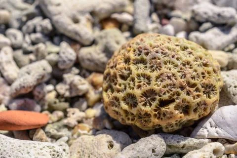 Macro pattern from pieces of shells and corals on the beach Stock Photos