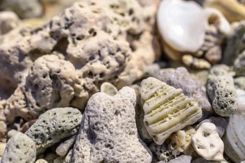 Macro pattern from pieces of shells and corals on the beach Stock Photos