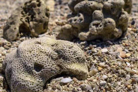 Macro pattern from pieces of shells and corals on the beach Stock Photos