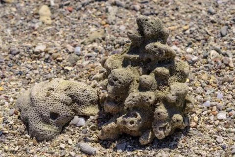 Macro pattern from pieces of shells and corals on the beach Stock Photos