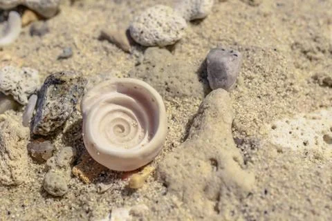 Macro pattern from pieces of shells and corals on the beach Foto stock
