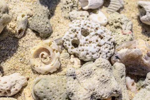 Macro pattern from pieces of shells and corals on the beach Macro pattern ... Foto stock