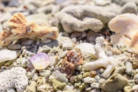 Macro pattern from pieces of shells and corals on the beach Macro pattern ... Stock Photos