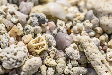 Macro pattern from pieces of shells and corals on the beach Macro pattern ... 库存照片