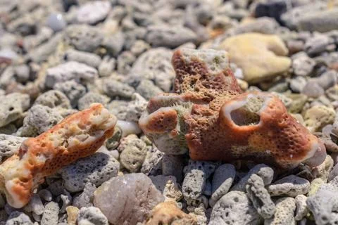 Macro pattern from pieces of shells and corals on the beach Macro pattern ... Stock Photos