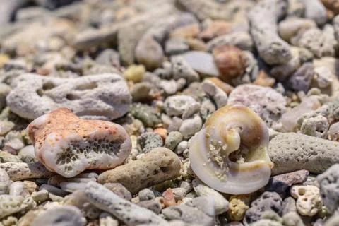Macro pattern from pieces of shells and corals on the beach Macro pattern ... Stock Photos