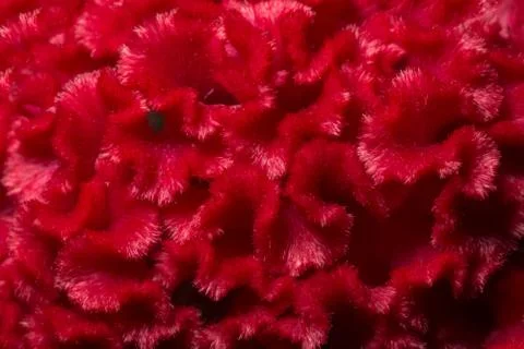 Macro, patterned background of red flowers Stock Photos